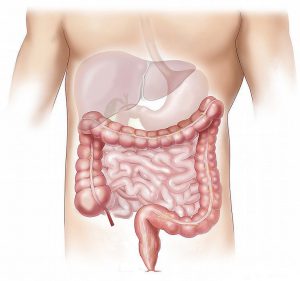 intestine - science based nutrition