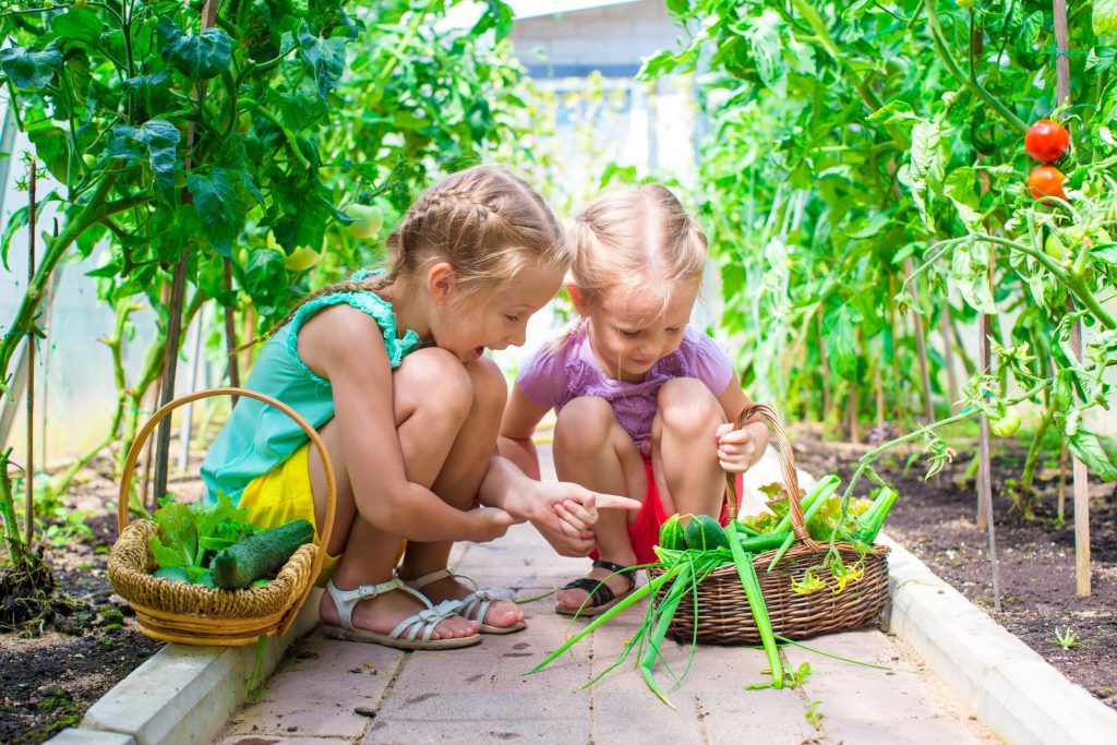 Young children picking vegetables in a garden