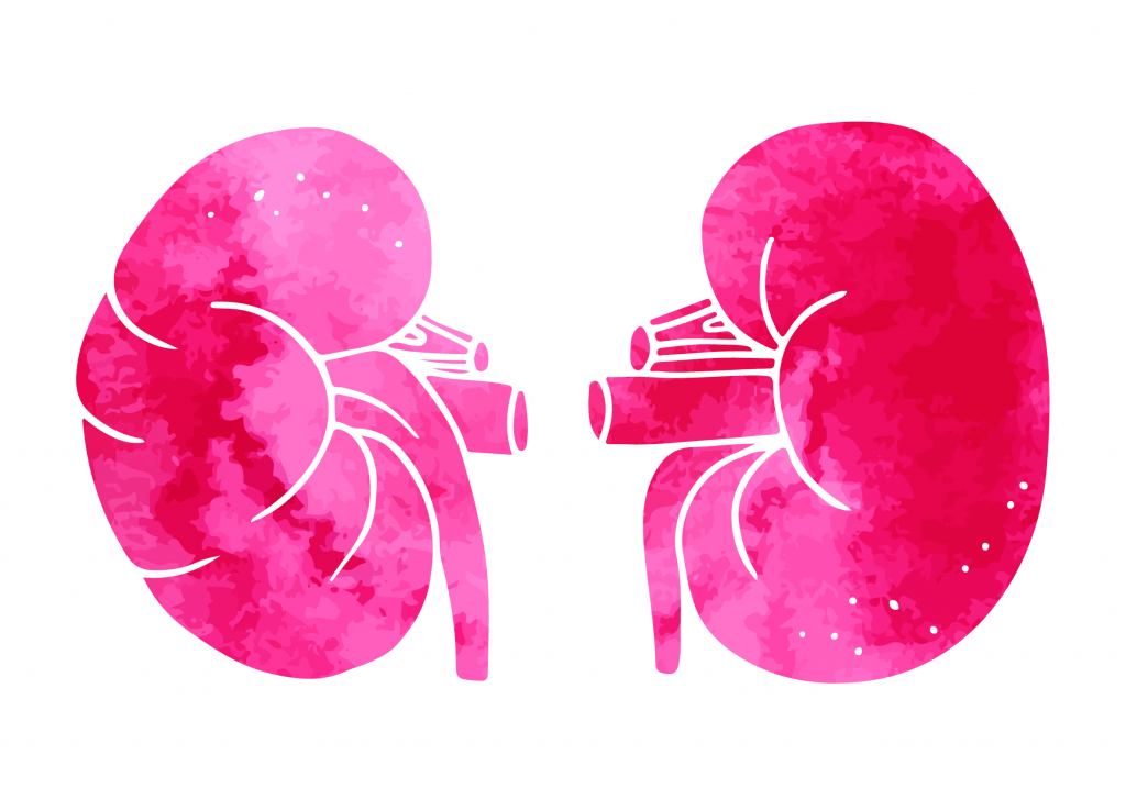 Illustration of kidneys