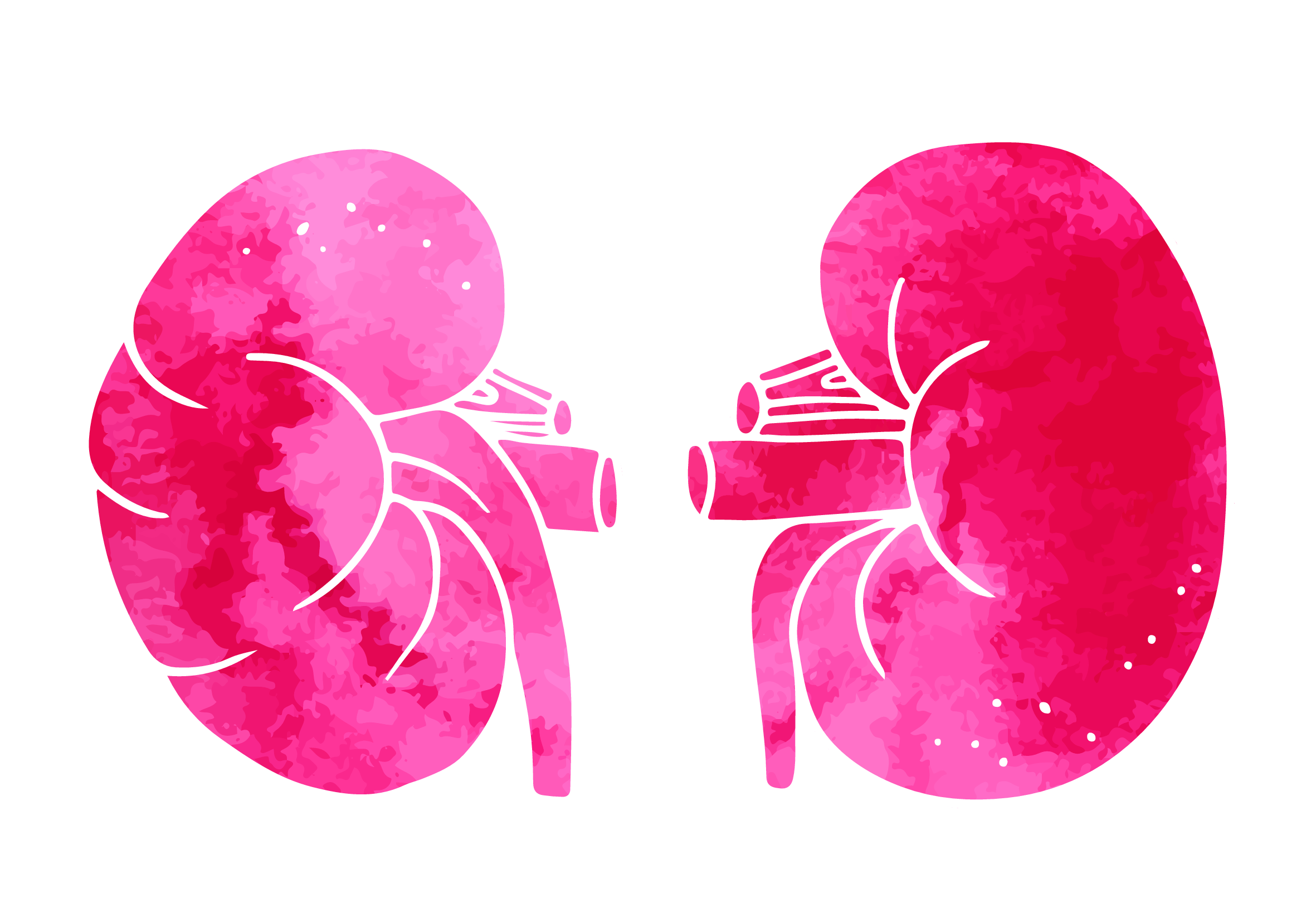 Do High Protein Diets Impact Kidney Health? Kerry Health And