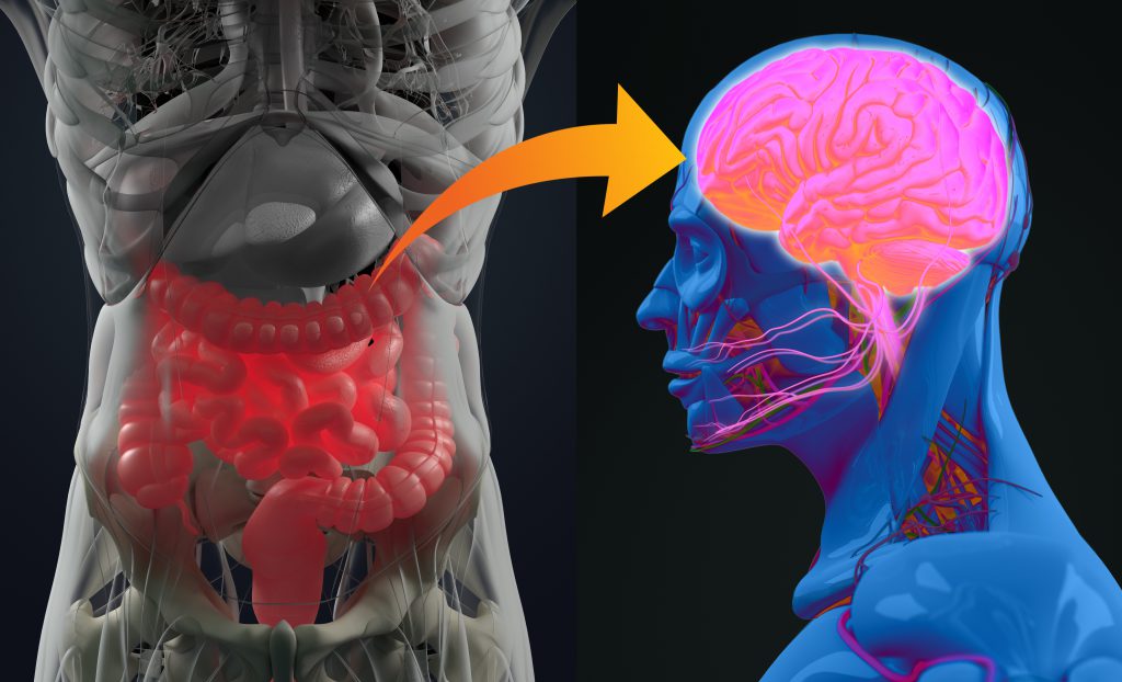 Gut and brain connection illustration