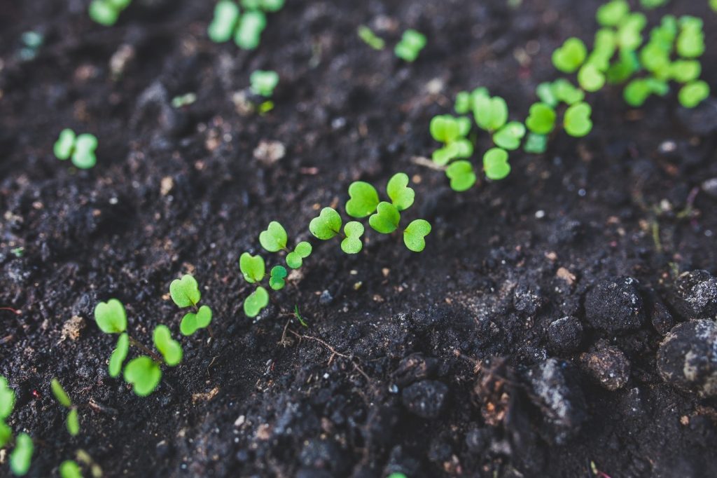 Close up of sprouts growing in soil