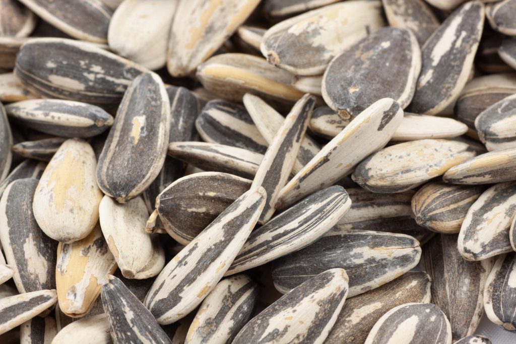 Close up of sunflower seeds