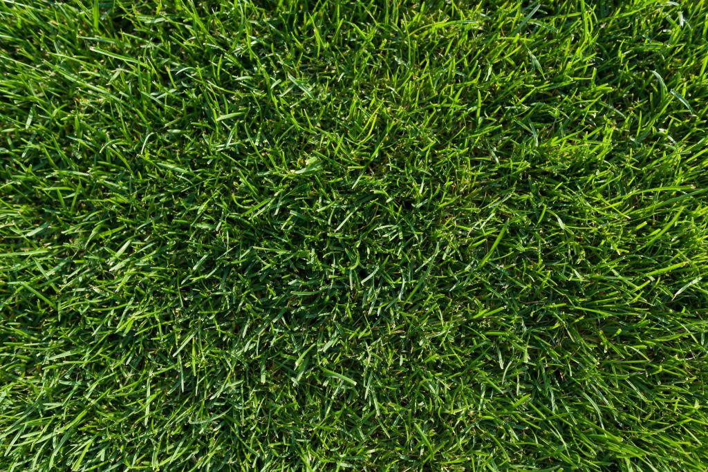 Grass image