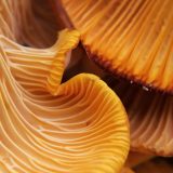 Mushroom close-up