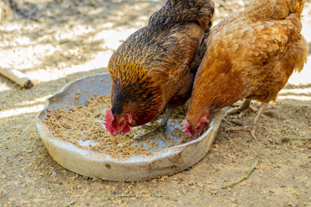 Chickens eating from a bowl