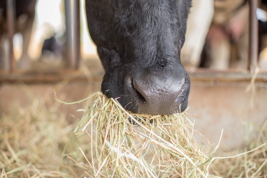 Cow eating grass