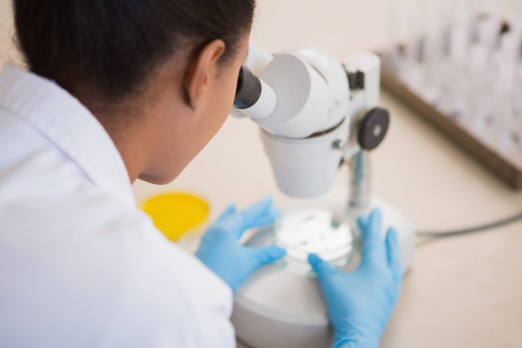 Scientist looking at pitri dish through microscope