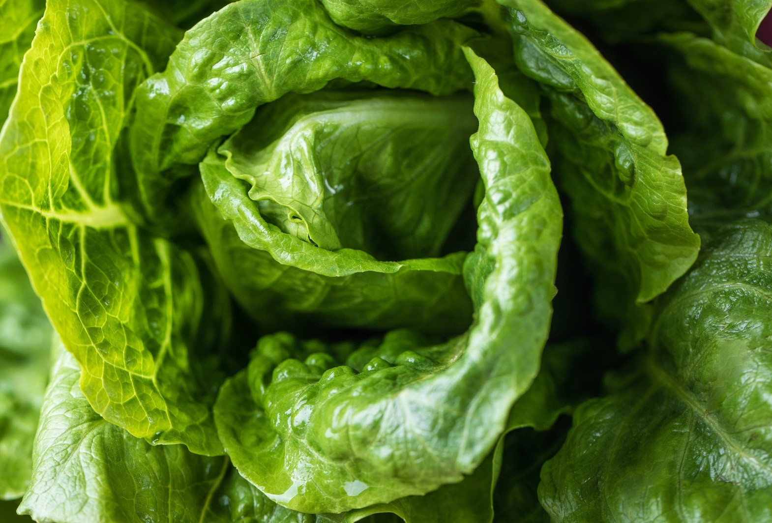 Leafy greens closeup