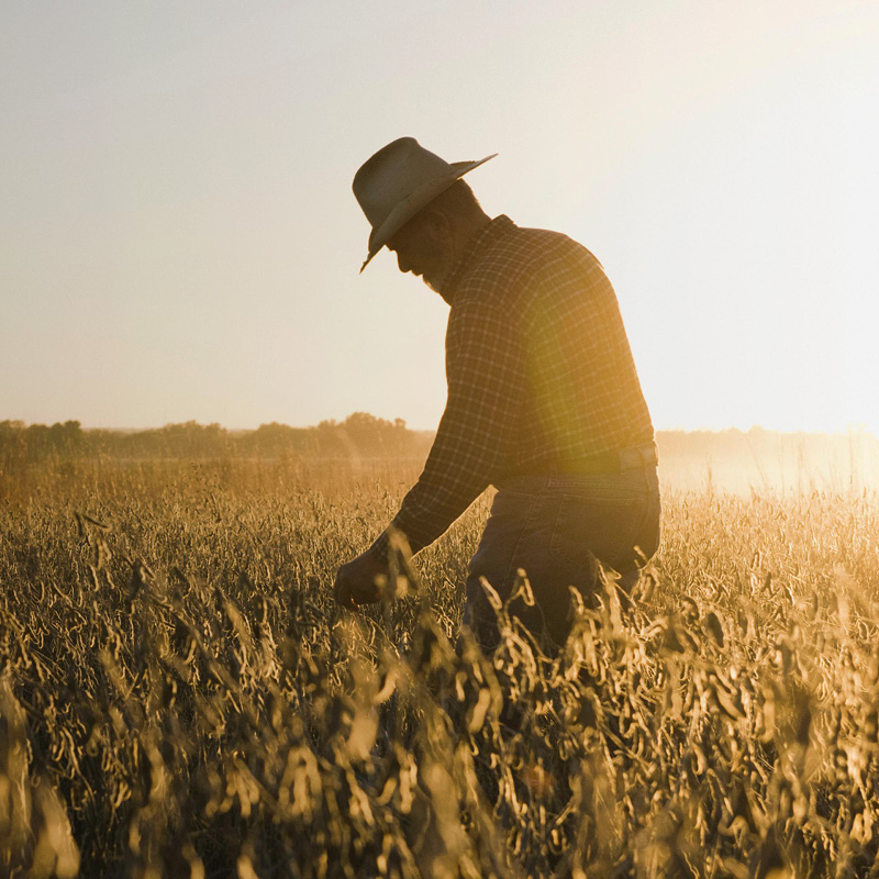 Webinar – Plant-based Protein Future: Myths and Realities
