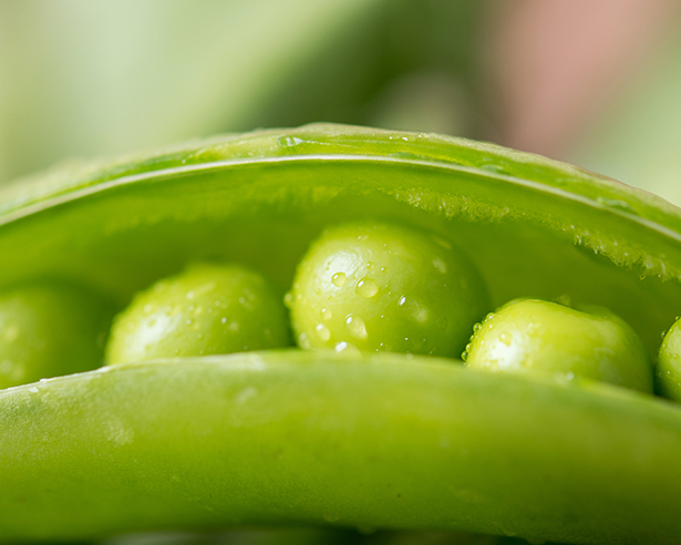 Formulating Plant-Based Foods – Nutrition Challenges and Opportunities