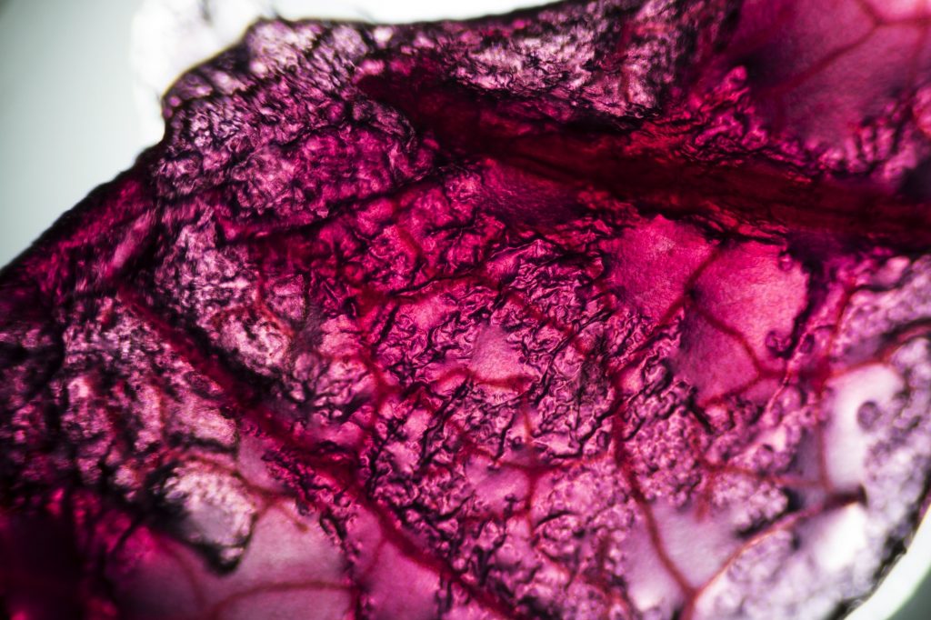 Microscope image of cabbage