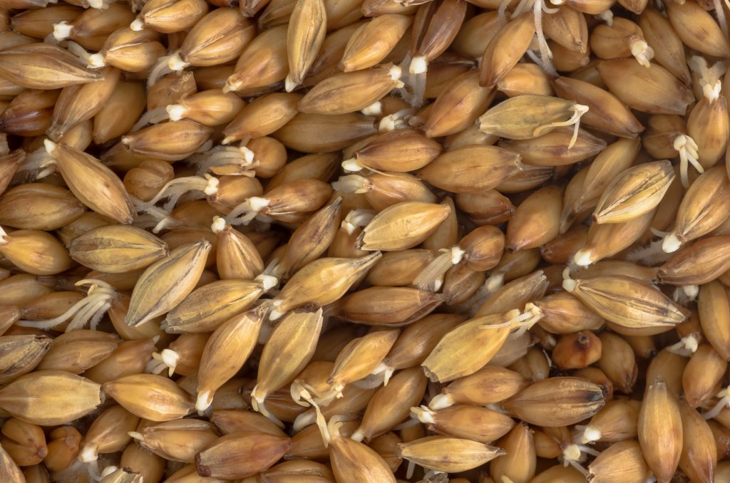 Close up of barley grains