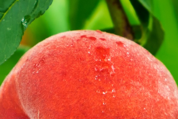 On-Demand Webinar – Actioning Sustainable Nutrition: Challenges and Opportunities