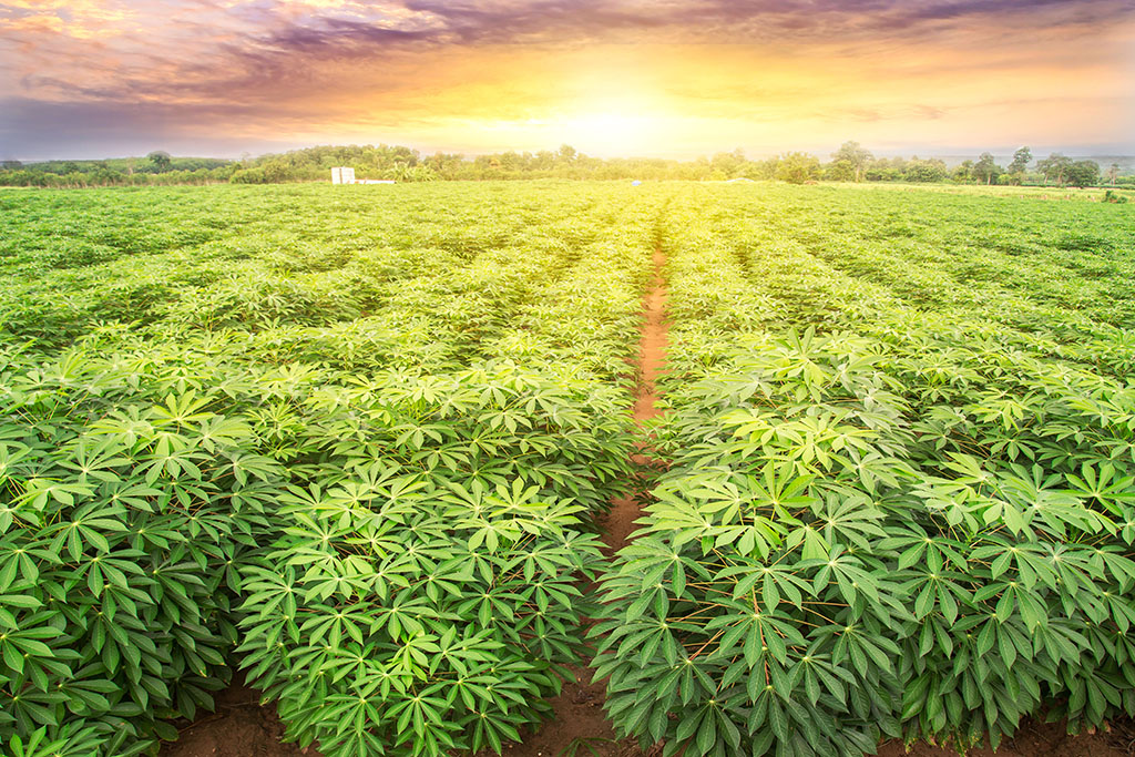 Field of young cassava trees