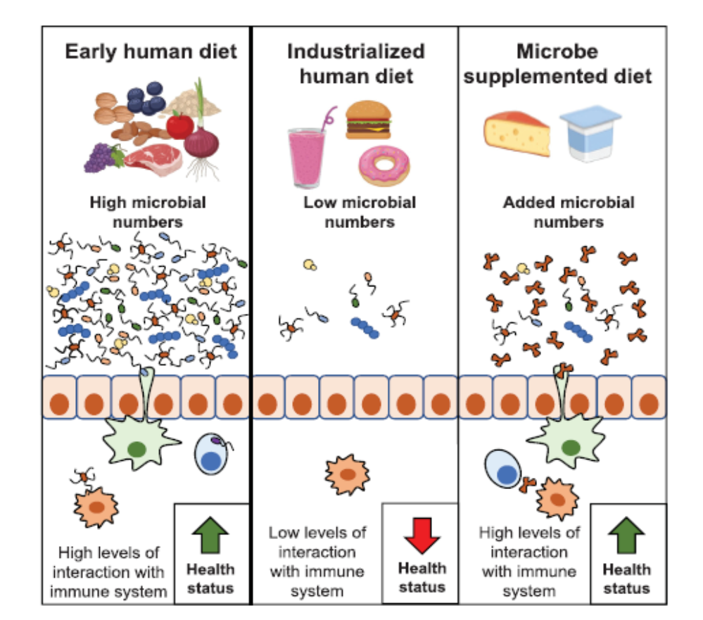 Some believe we used to consume many more microbes in our diet, impacting our microbiome