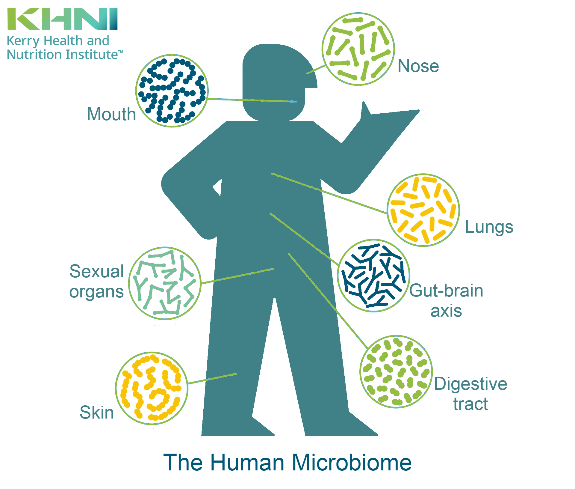 Infographic showing the composition of the human microbiome - skin, mouth, lungs, gut, gut-brain axis