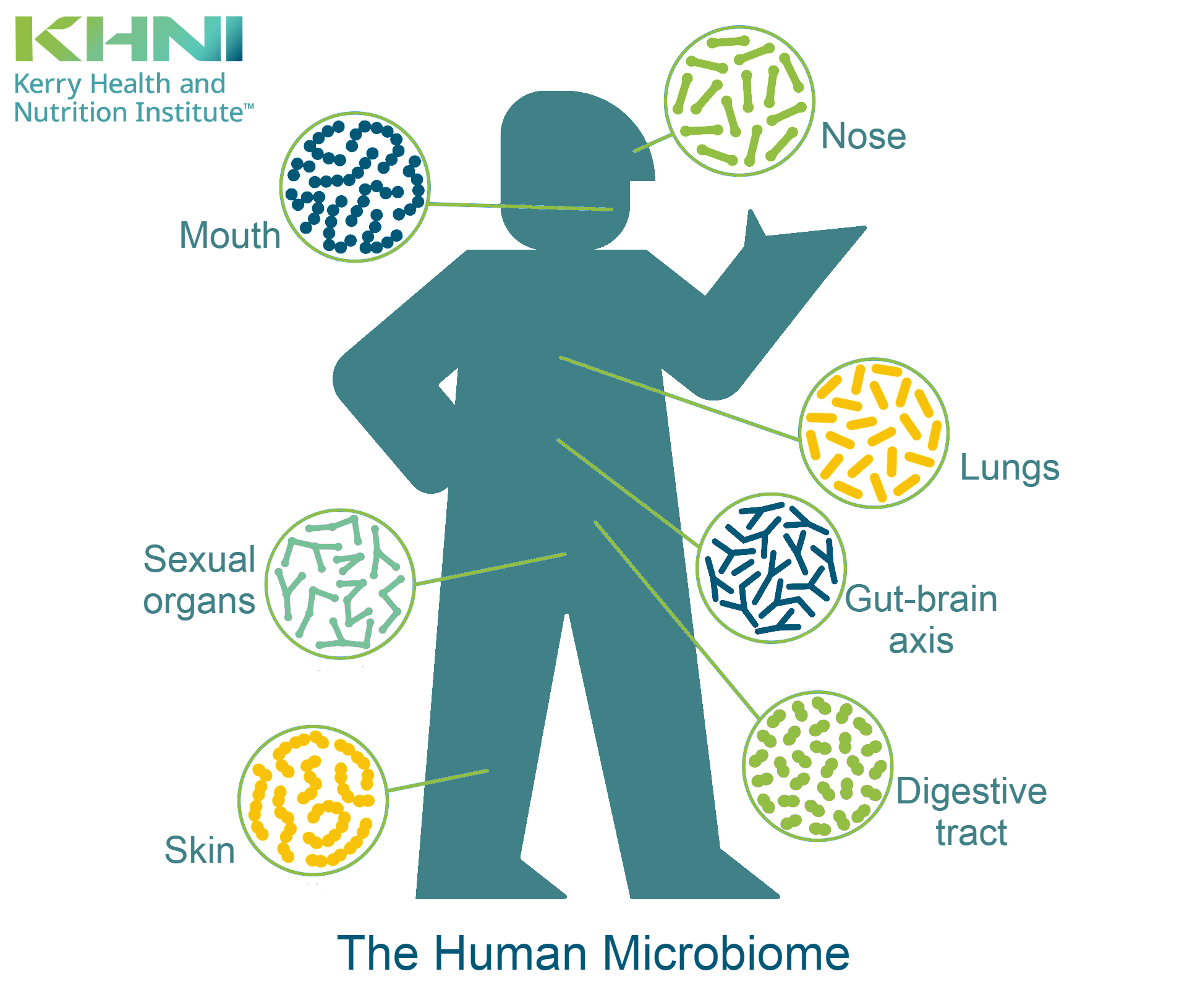 The Human Microbiome Beyond Digestive Health Khni