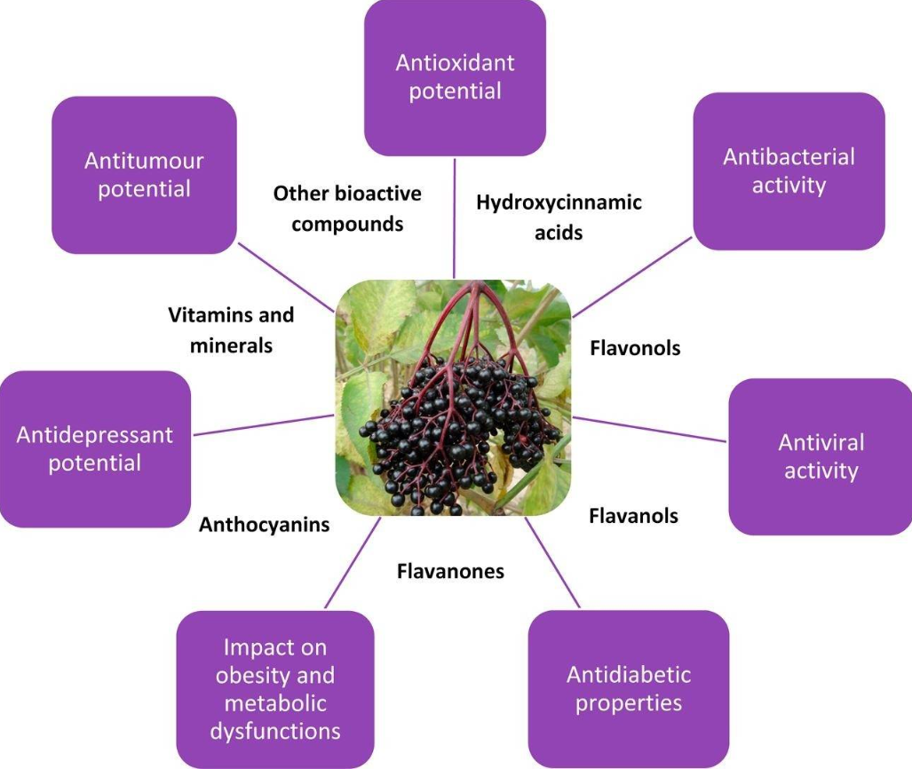 Elderberry powder benefits Elderberry powder benefits