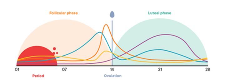 Food Charts For Each Phase of Your Menstrual Cycle  Happy hormones,  Menstrual cycle, Menstrual health