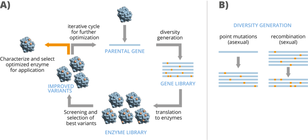 Enzyme technology: Enzyme Library