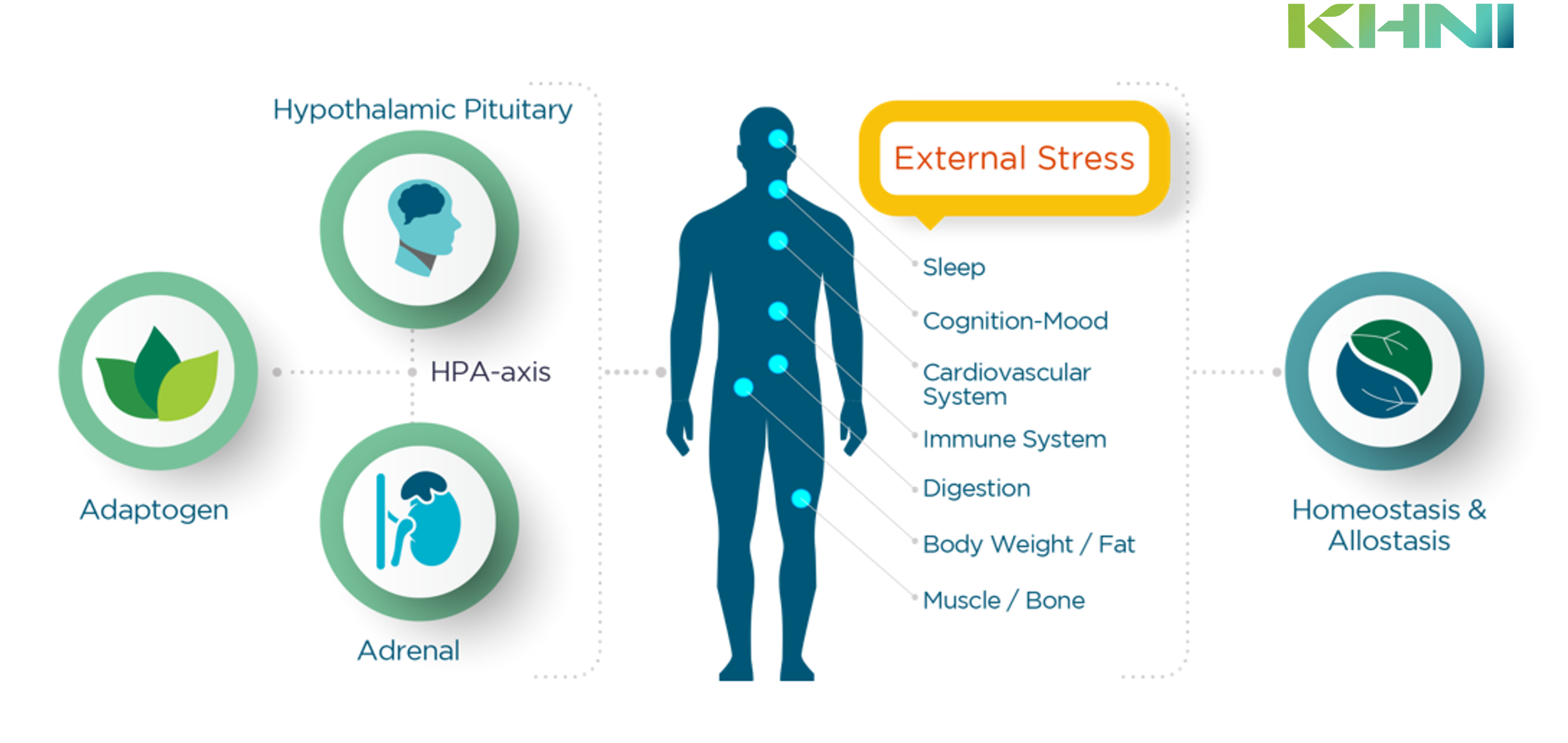 Ashwagandha is an adaptogen supporting cognitive health.